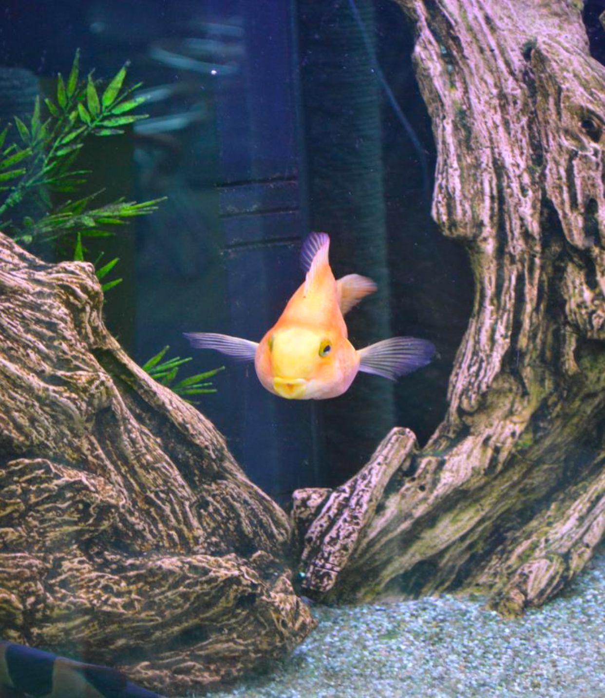 Tierische Gedichte und leidenschaftlicher Gesang